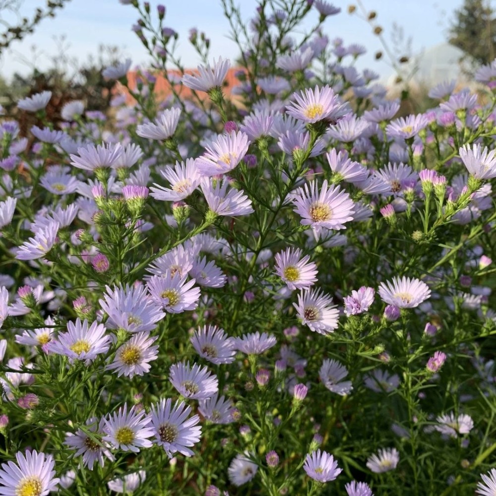 Aster / Astras ANJA'S CHOICE