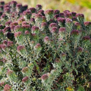 Aster / Astras ANN LEYS