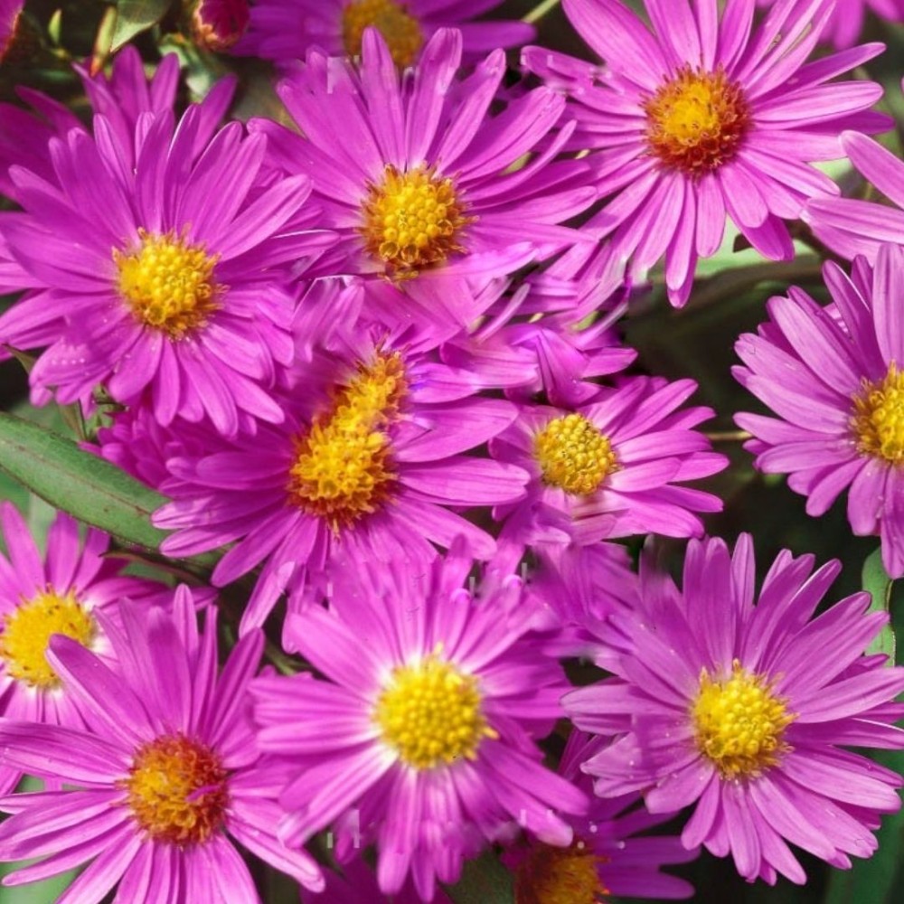 Aster / Astras ANNEKE