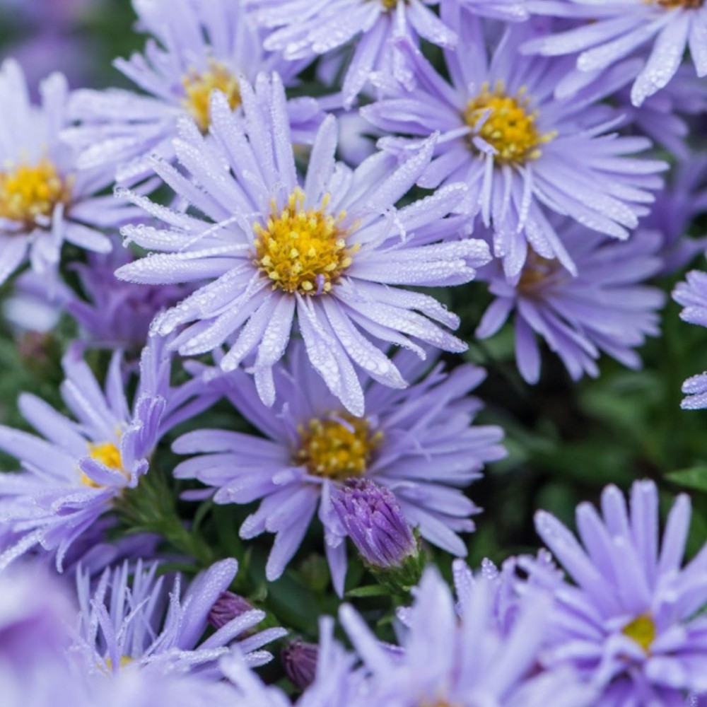 Aster / Astras AQUA SAPHIRE