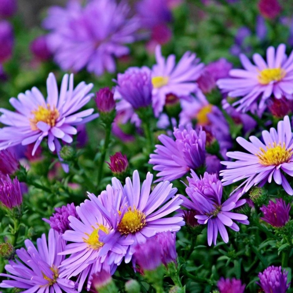 Aster / Astras BLUE LAPIS