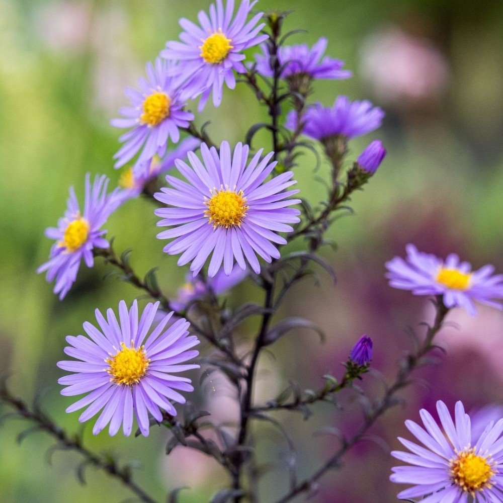 Aster / Astras CALLIOPE