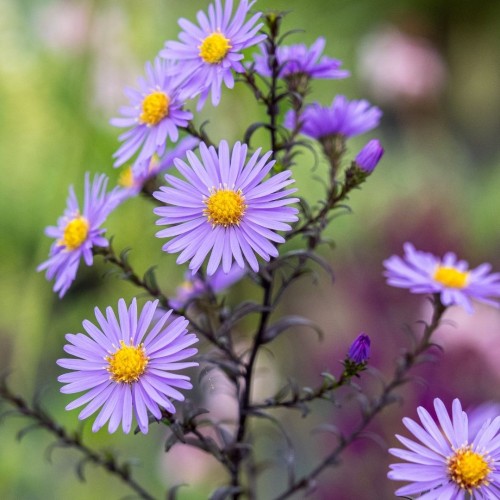 Aster / Astras CALLIOPE