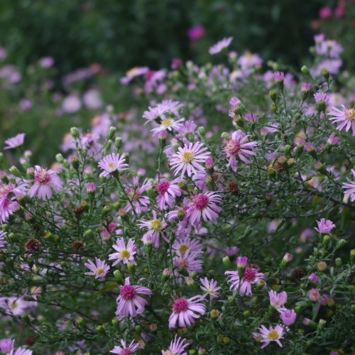 Aster / Astras COOMBE FISHACRE