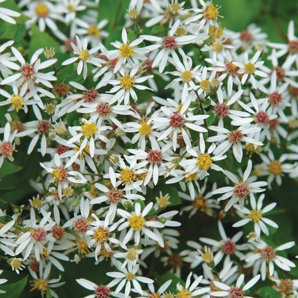 Aster / Astras EASTERN STAR
