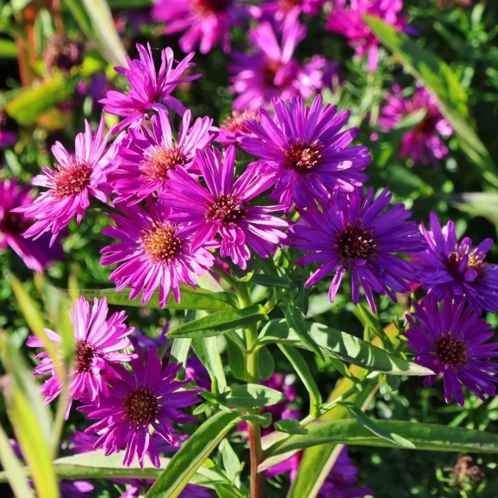 Aster / Astras GRANAT