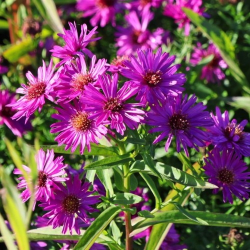 Aster / Astras GRANAT