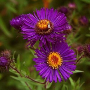 Aster / Astras HELEN PICTON