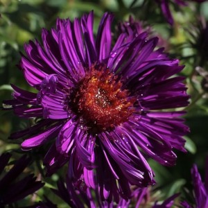 Aster / Astras HELEN PICTON