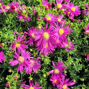 Aster / Astras ISLAND BAHAMAS