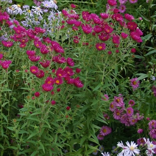 Aster / Astras JAMES RICHIE