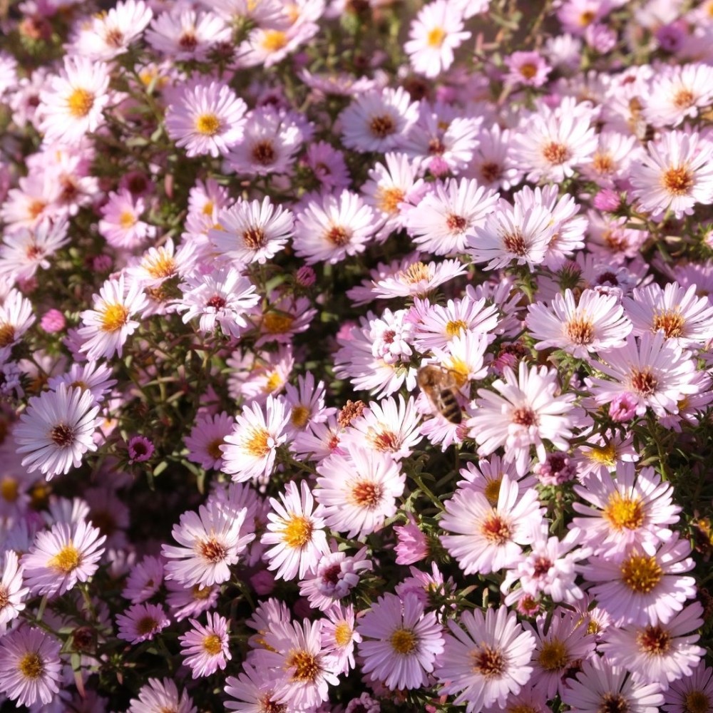 Aster / Astras KYLIE