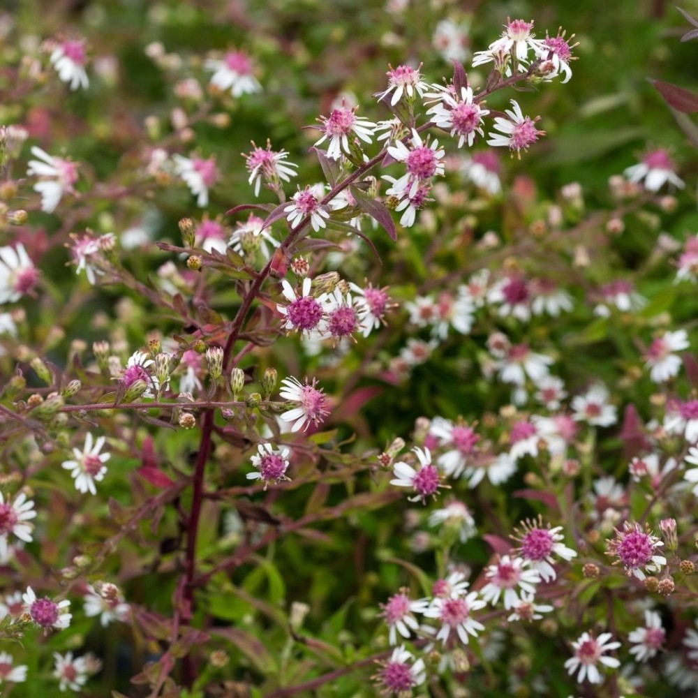 Aster / Astras LADY IN BLACK