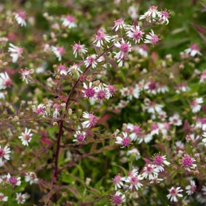Aster / Astras LADY IN BLACK
