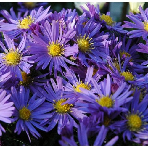 Aster / Astras LADY IN BLUE