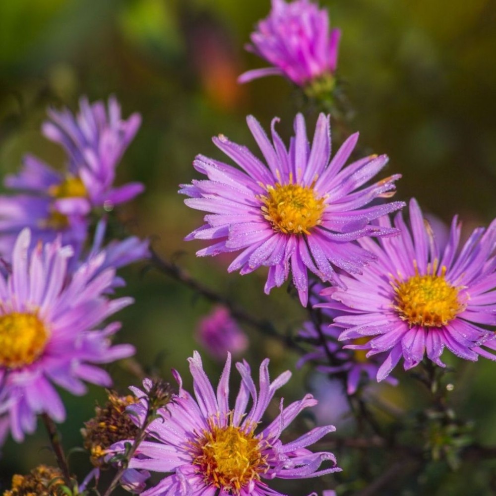 Aster / Astras plikasis GLOW IN THE DARK