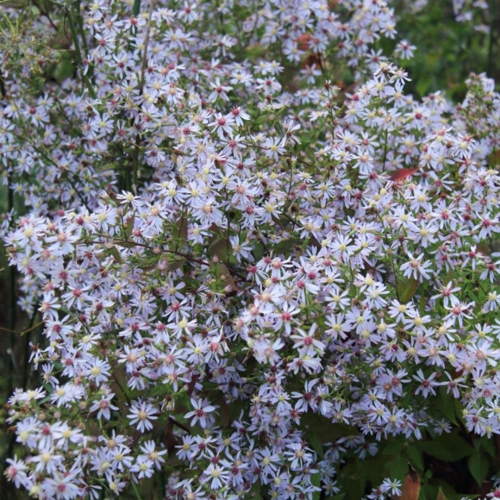 Aster / Astras PRIMROSE PATH