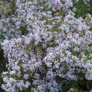 Aster / Astras PRIMROSE PATH