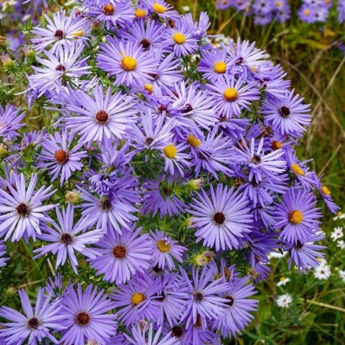 Aster / Astras RAYDON‘S FAVORITE