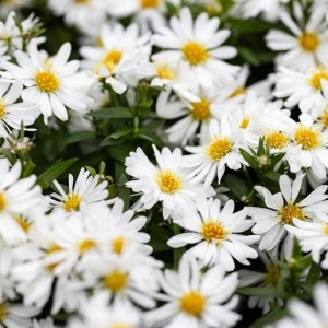 Aster / Astras SCHNEEKISSEN