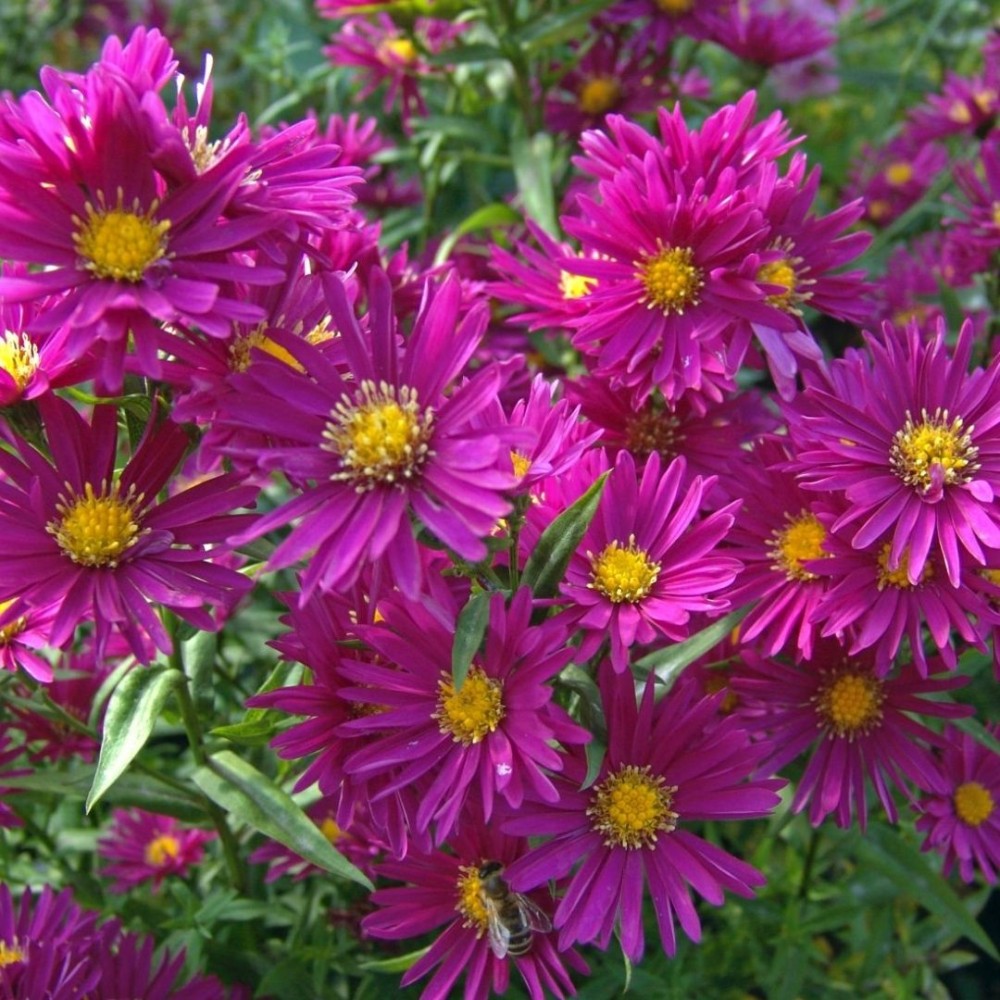Aster / Astras WINSTON CHURCHILL