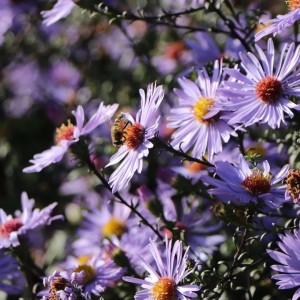 Aster / Astras ZWERGENHIMMEL