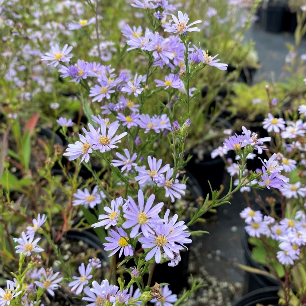 Aster azureus / Astras