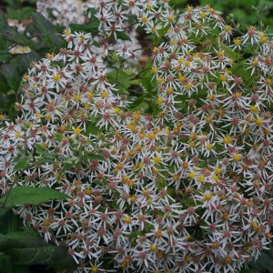 Aster divaricatus / Skėstašakis astras BETH
