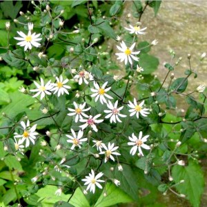 Aster divaricatus / Skėstašakis astras TRADESCANT