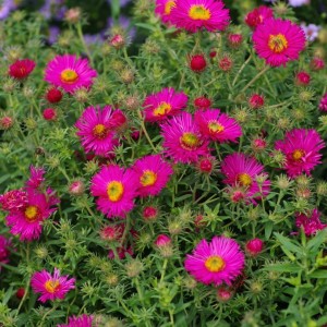 Aster novae-angliae / Astras šiurkščialapis ANDENKEN AN ALMA POETSCHKE