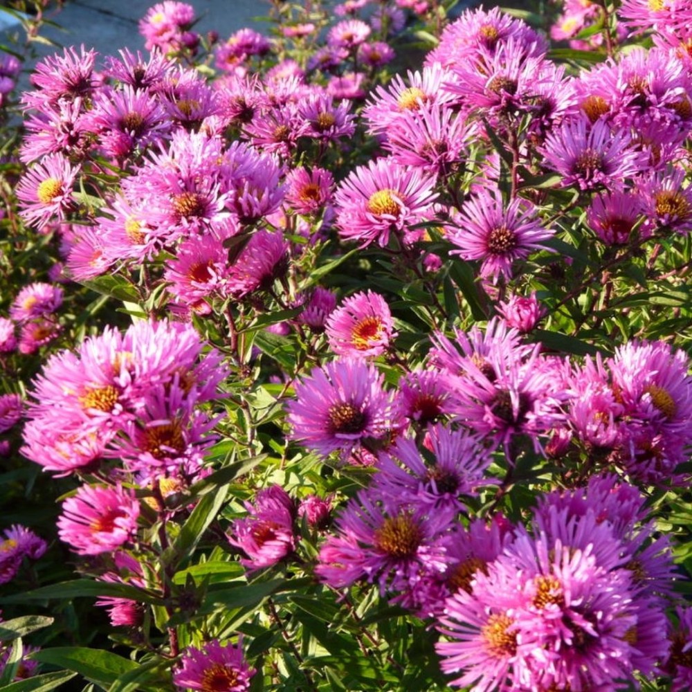 Aster novae-angliae / Šiurkščialapis astras ANDENKEN AN PAUL GERBER