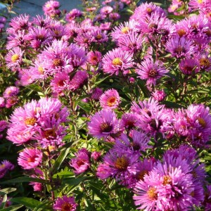 Aster novae-angliae / Šiurkščialapis astras ANDENKEN AN PAUL GERBER