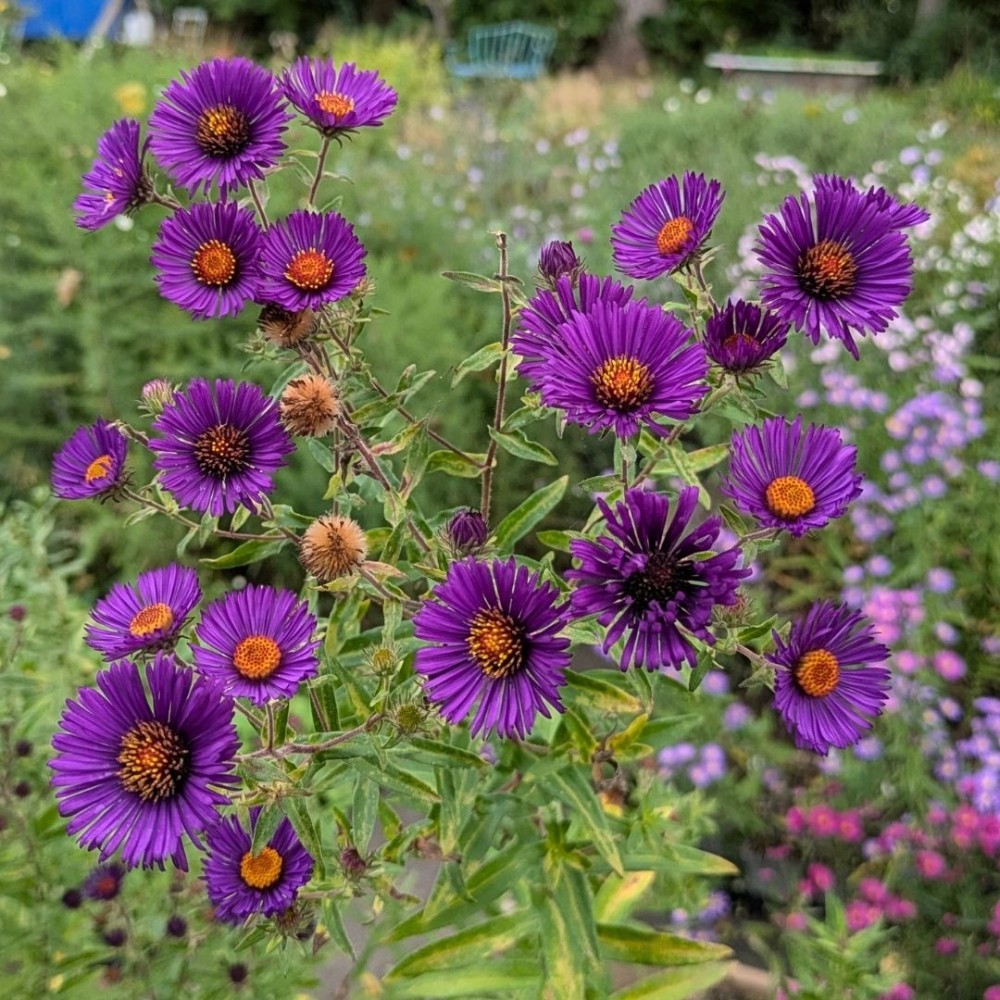 Aster novae-angliae / Šiurkščialapis astras NACHTAUGE