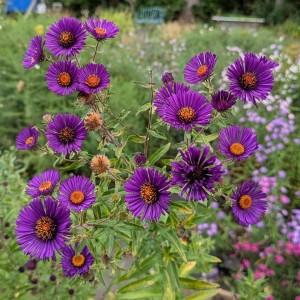 Aster novae-angliae / Šiurkščialapis astras NACHTAUGE