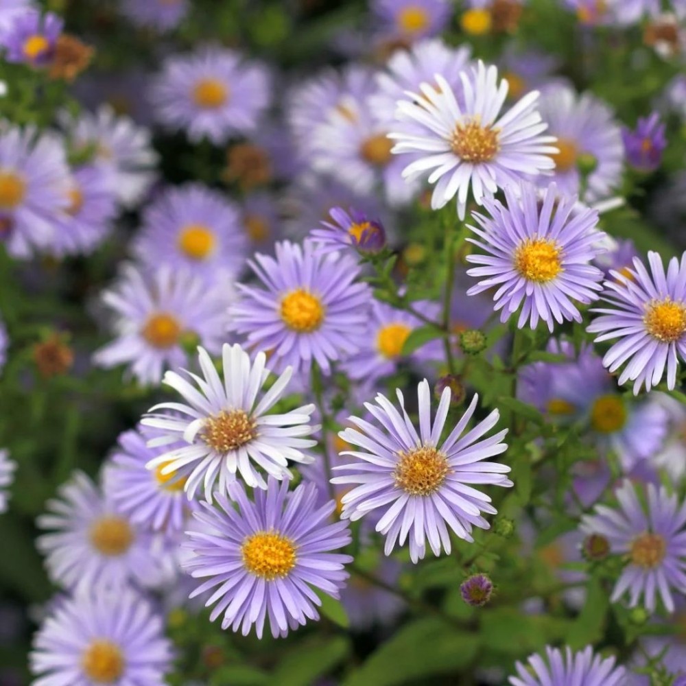 Aster tataricus / Totorinis astras
