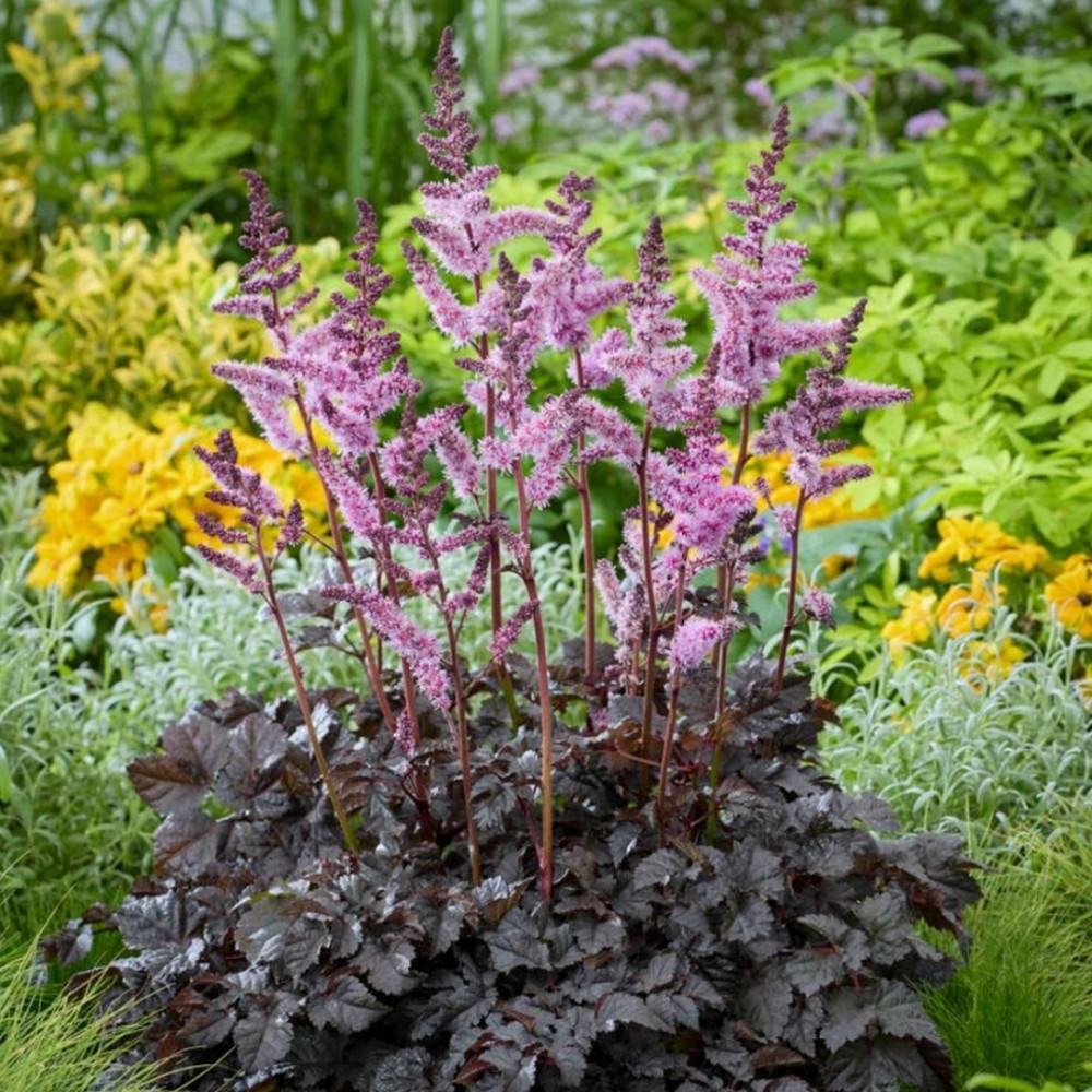 Astilbe / Astilbė DARK SIDE OF THE MOON