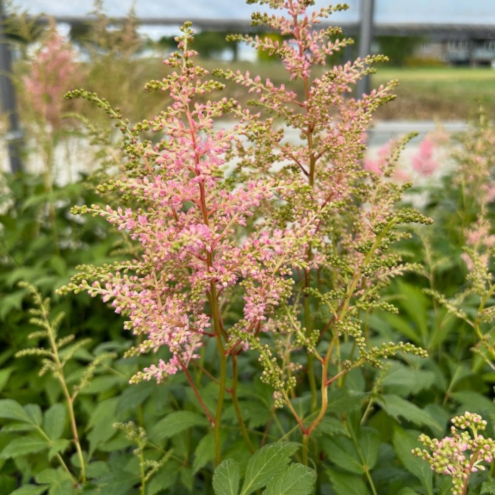 Astilbe / Astilbe SPOTLIGHT