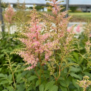 Astilbe / Astilbe SPOTLIGHT