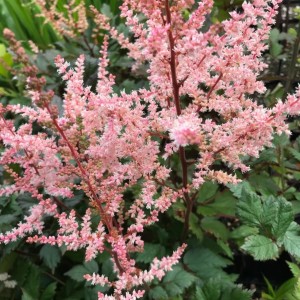 Astilbe / Astilbe SPOTLIGHT