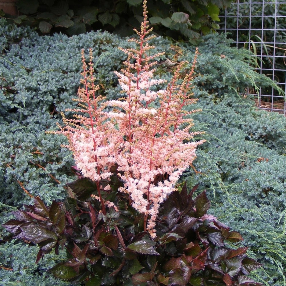 Astilbe / Astilbe SPOTLIGHT