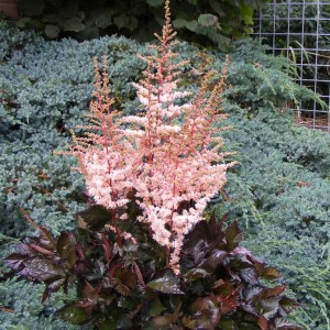 Astilbe / Astilbe SPOTLIGHT