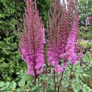 Astilbe / Astilbė SUPERBA