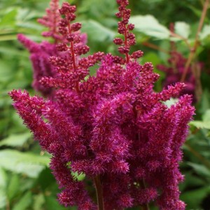 Astilbe / Astilbė VISION IN RED