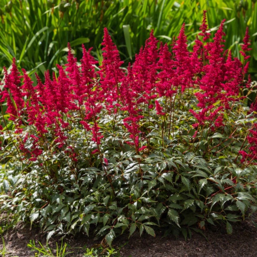 Astilbe / Astilbė VISION IN RED