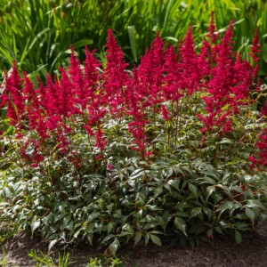 Astilbe / Astilbė VISION IN RED
