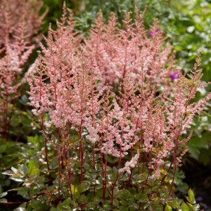 Astilbe / Astilbe SPOTLIGHT