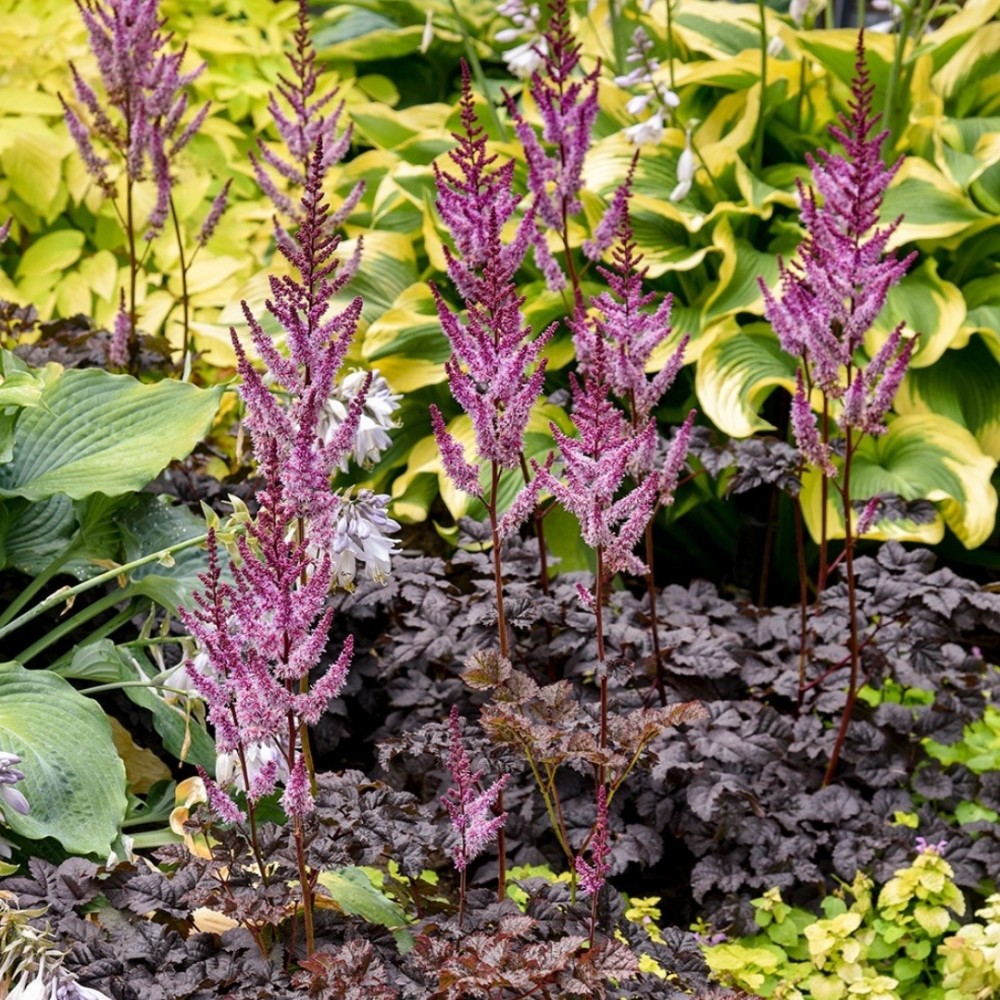 Astilbe / Astilbė DARK SIDE OF THE MOON