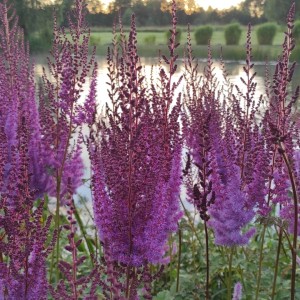 Astilbe / Astilbė SUPERBA