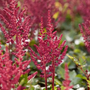Astilbe / Astilbė VISION IN RED