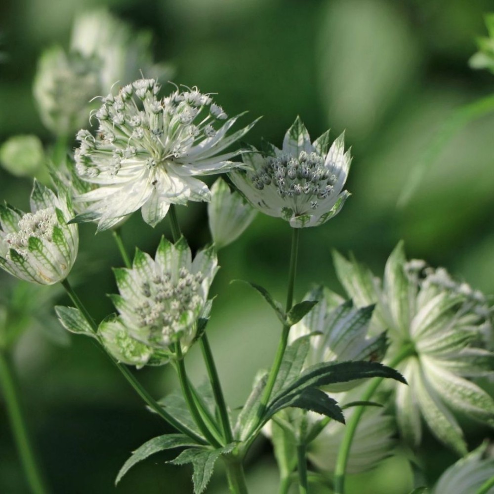 Astrantia / Astrancija - ALBA